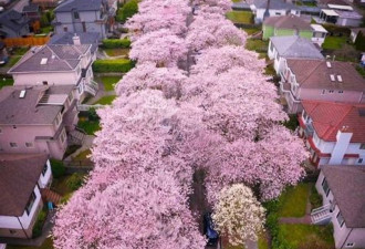 温哥华高温破72年记录 全城樱花一夜盛开