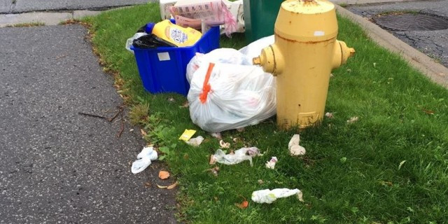 Raccoons frolic in garbage at Markham short-term rental