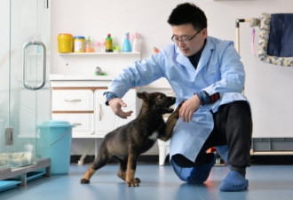 中国首只复制警犬的基因取自犬界“福尔摩斯”