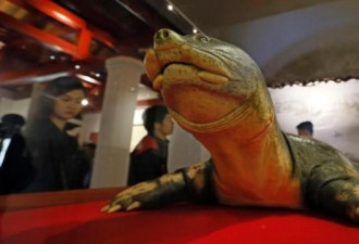 法广：越南大龟鳖死后  待遇堪比列宁、毛泽东