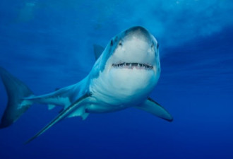 残忍至极!大白鲨被肢解成碎片 相关部门发警告