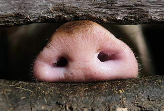 可疑猪肉美国冲关事件发酵 官方“居心不良”？