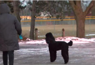 约克区警方警告 区内一座公园发现有毒狗粮