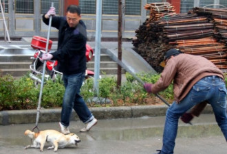 血腥扑杀流浪狗太残忍?提高成本是必须的代价