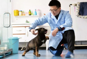 中国首只基因复制警犬诞生