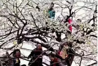 春天来了，树上开满中国大妈！她们来了花要哭