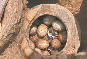 江苏溧阳古墓现2500年前鸡蛋 满满一罐20多个