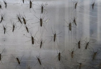 谷歌释放2000万只改造蚊子 欲抑制寨卡病毒