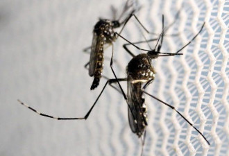 谷歌释放2000万只改造蚊子 欲抑制寨卡病毒