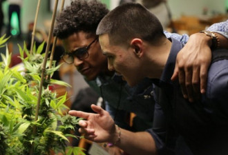 高中生大麻吸得欢 10%学生每周至少一次