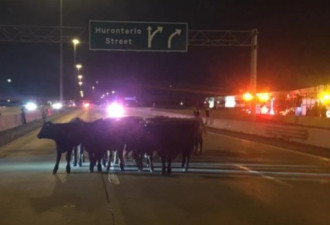 车祸导致耕牛在高速路上散步