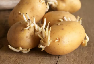 土豆长芽真有毒吗？一克就能致人死地