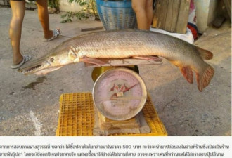 泰市场惊见古生物「半鳄半鱼」存在地球1亿年