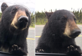 加拿大女子开车途中，突然一只黑熊扒到车窗上