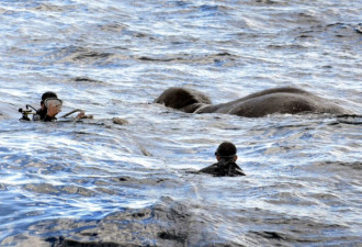 大象入海避暑遇险 3艘攻击艇出海救助