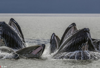 抓拍座头鲸“狩猎”场景 撒泡泡网捕鱼精诚合作