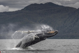 抓拍座头鲸“狩猎”场景 撒泡泡网捕鱼精诚合作