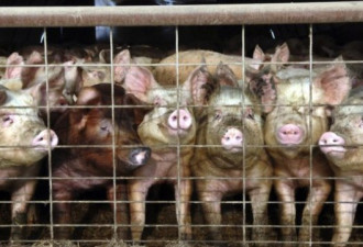 中国今年进口30万吨美国猪肉 比2017增加81%