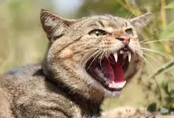 一只猫的疯狂猎杀，竟然导致了一个物种的灭绝