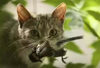 一只猫的疯狂猎杀，竟然导致了一个物种的灭绝