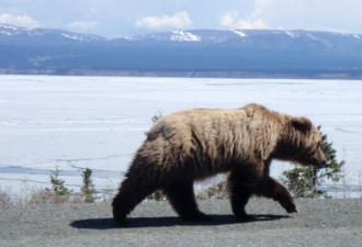 冬眠结束熊醒了 BC省居民区有熊事件大增