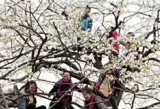 春天来了 树上开满了中国大妈