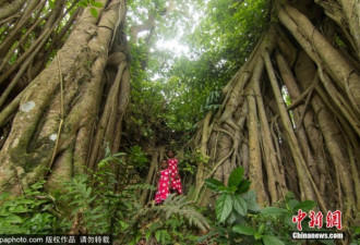 孟加拉500岁“树怪”根部似森林 独木成林景观