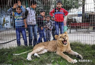 动物园为了揽财 拔掉狮子的指甲供游客合影…