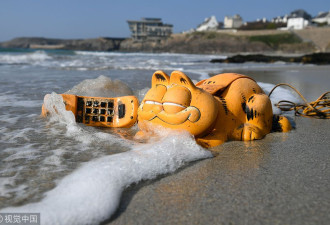 35年谜团得解！法国一海岸常年漂来“加菲猫”