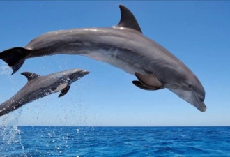震惊！1100只海豚尸体沖上法国海岸 双鳍被割