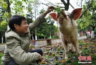 汶川地震“猪坚强”震后11年仍健在 有专人照料