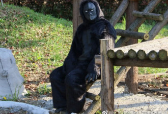常州一动物园愚人节扮假猩猩 没想到有人生气了