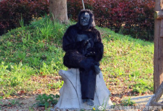 常州一动物园愚人节扮假猩猩 没想到有人生气了