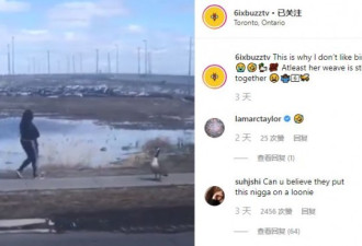 救命！大批战斗力爆表的加拿大鹅回归多伦多