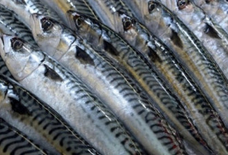 渔业部专家发现大西洋产卵鲭鱼数量急剧减少
