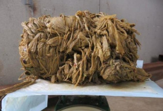 日本奈良母鹿死亡 解剖发现胃中塞3.2kg塑料袋