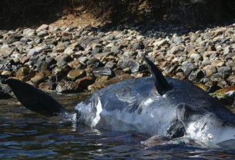 怀孕抹香鲸尸体被冲上岸 胃里有22公斤塑料垃圾