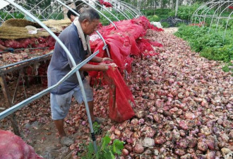 山东百余吨洋葱滞销 菜农:烂在地里做肥料