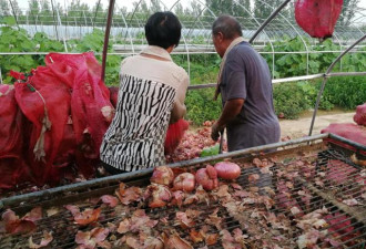 山东百余吨洋葱滞销 菜农:烂在地里做肥料