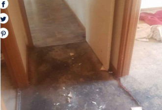 租客偷走门把手，撕毁地毯 造成4万损失后消失