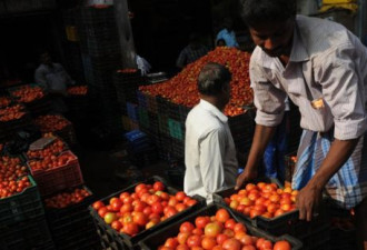番茄价格上涨成抢手货 印度警卫持枪防抢劫