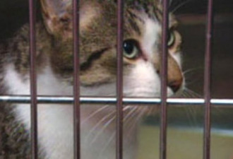妇女收留上百只流浪猫 现被指控疏于照顾