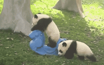 返乡 备孕 续约...旅居海外的大熊猫最近有点忙
