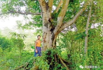 印度男子一人造出整片森林 大象、犀牛都有