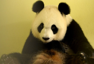 旅法大熊猫“欢欢”被证实怀孕