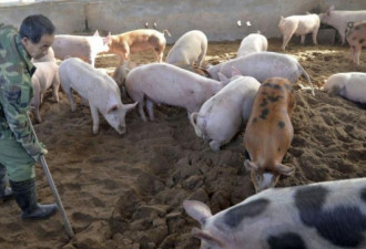 西藏爆非洲猪瘟疫情 全中国仅剩海南未感染