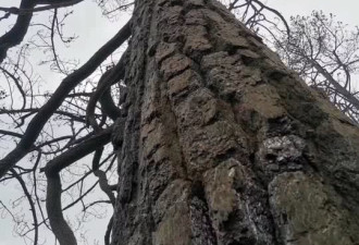 四川森林火灾原因：雷击中这棵树，树龄八十年