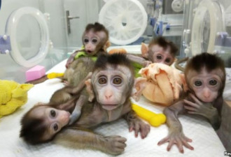 培育11只猴子携带人类基因，中国再惹伦理争议