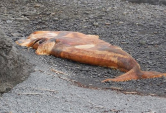 圣劳伦斯河露脊鲸死亡数字增到 10条