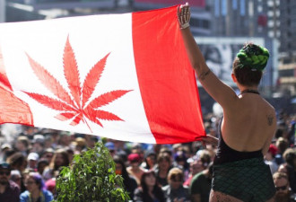 加拿大大麻价格对比：魁北克最低不到7元